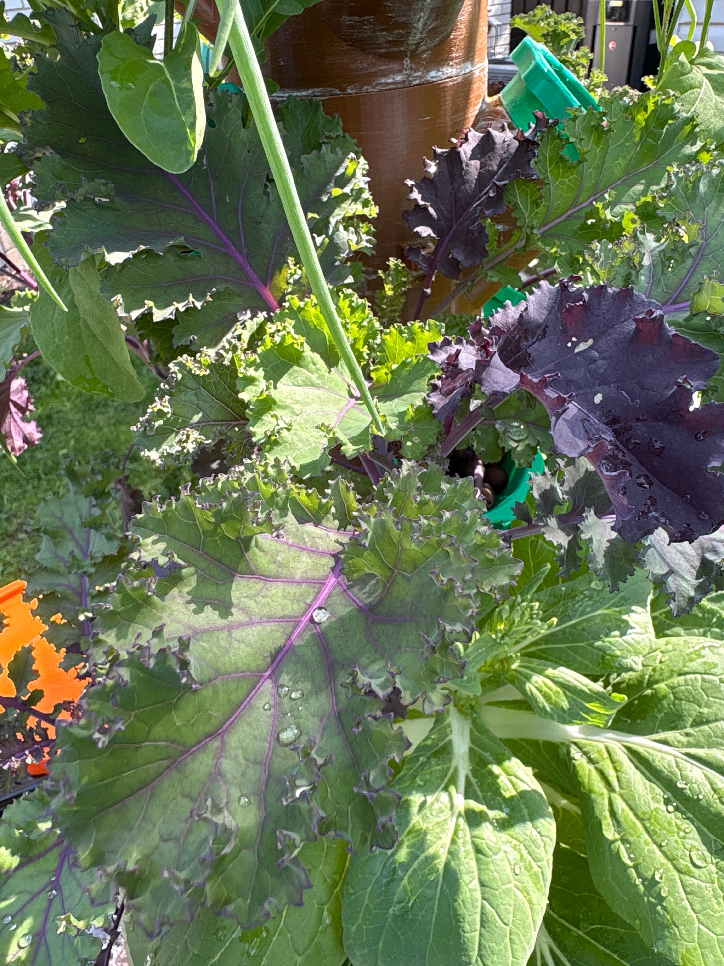 Outdoor kale