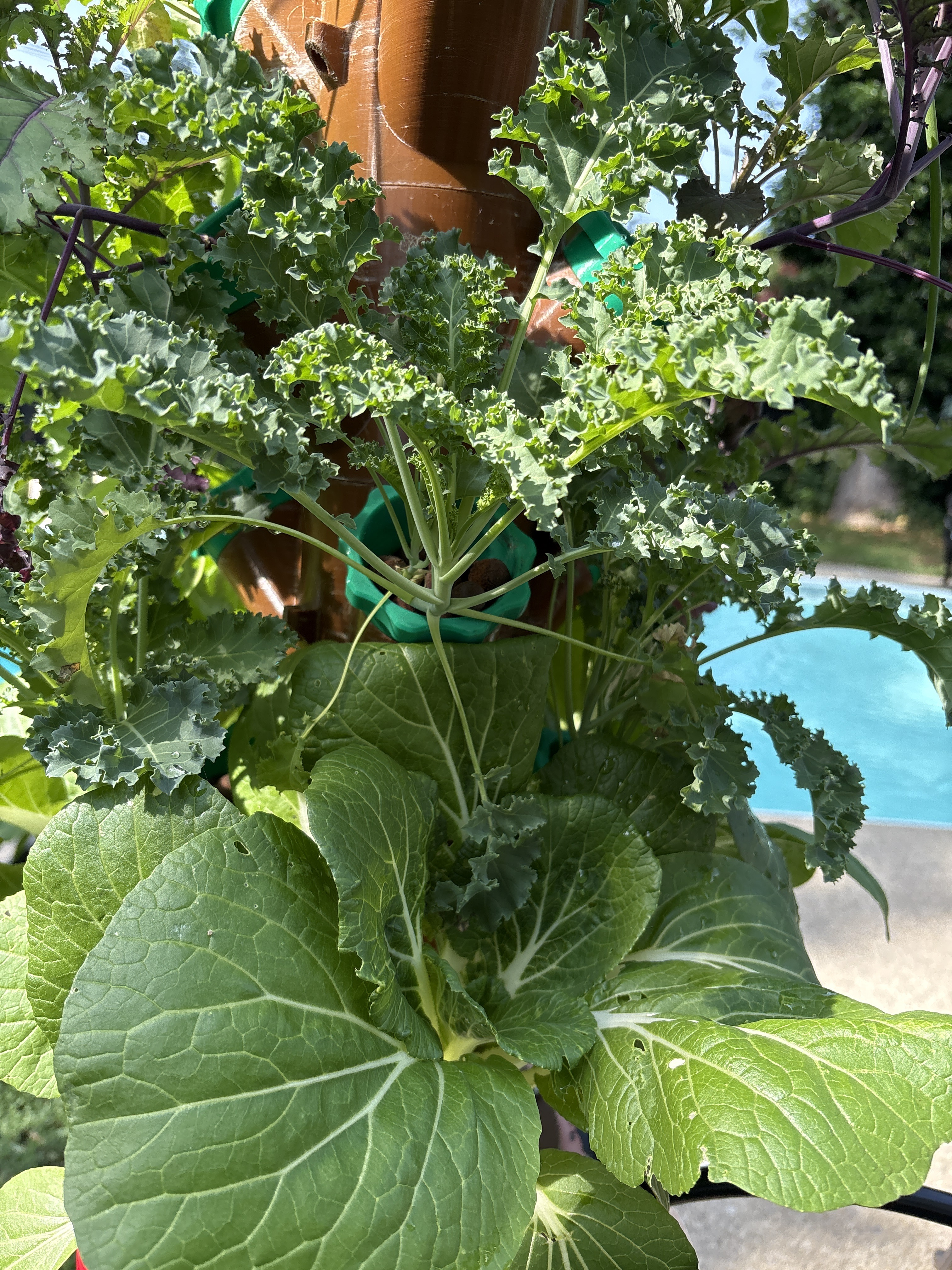 Kale and bok choy thriving in the grow bed