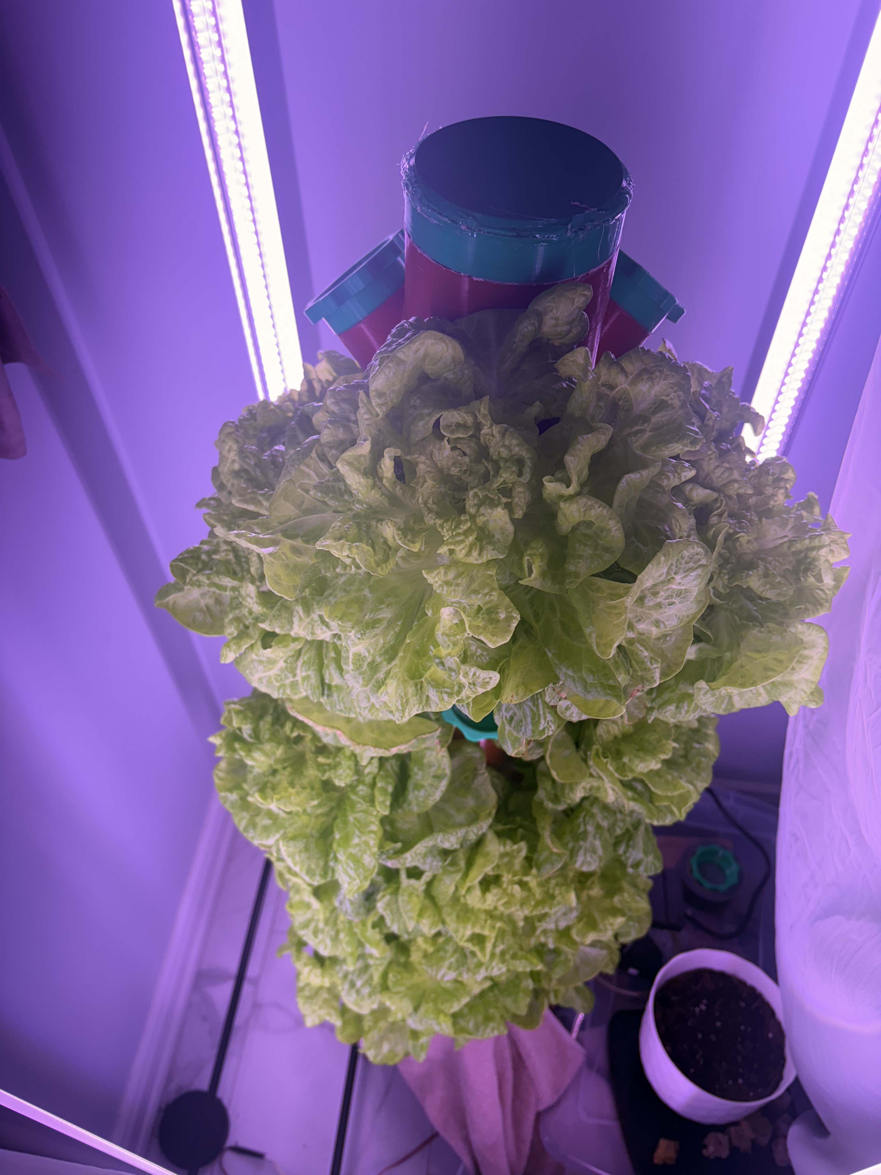 Lettuce growing under LEDs on the tower